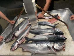 Salmon Fishing In Nanaimo